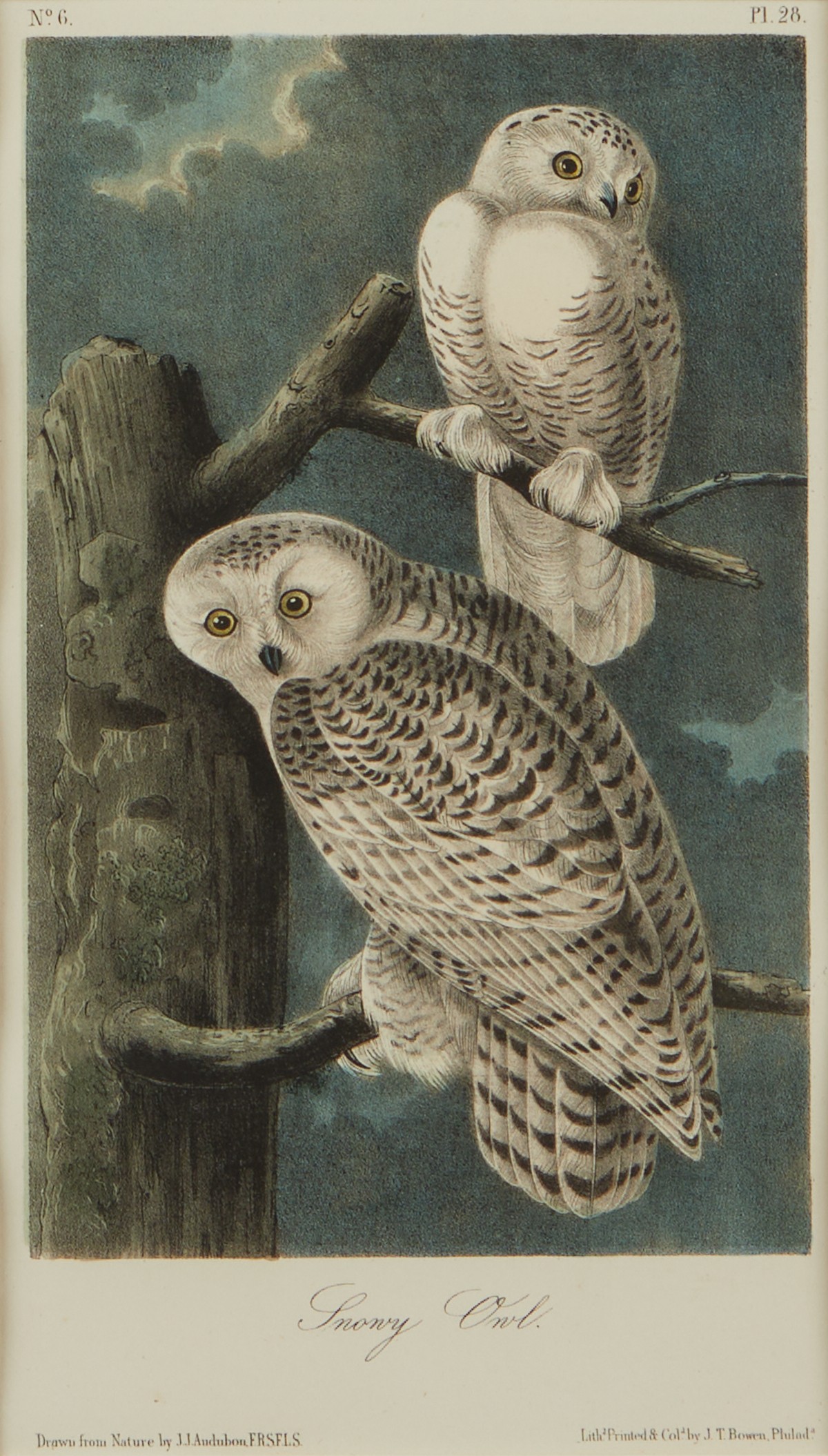 2 Audubon Owl Prints J.T. Bowen - Image 7 of 10