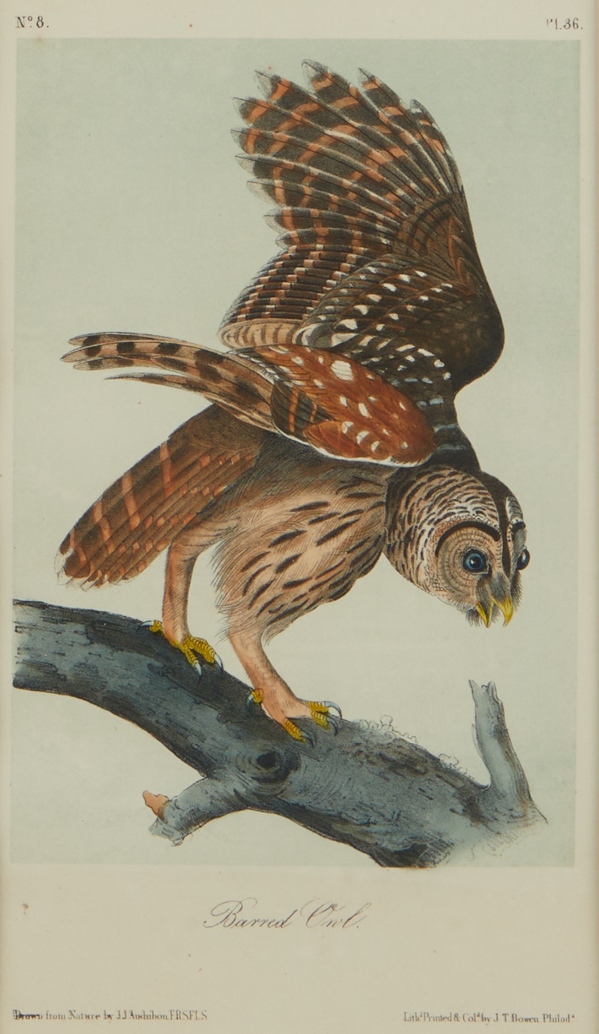 2 Audubon Owl Prints J.T. Bowen - Image 5 of 10