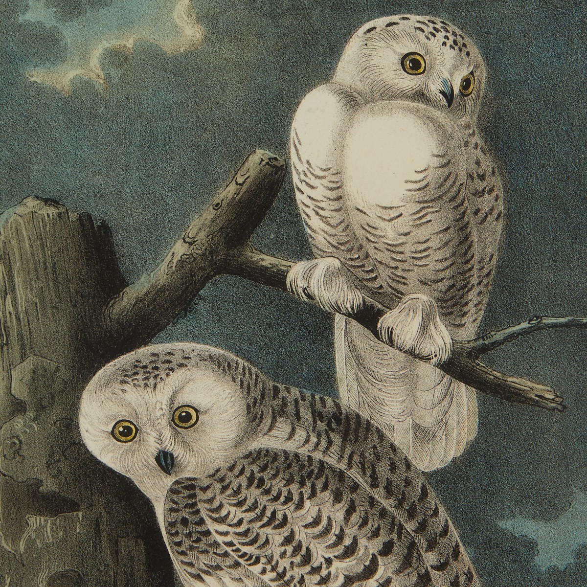 2 Audubon Owl Prints J.T. Bowen - Image 3 of 10