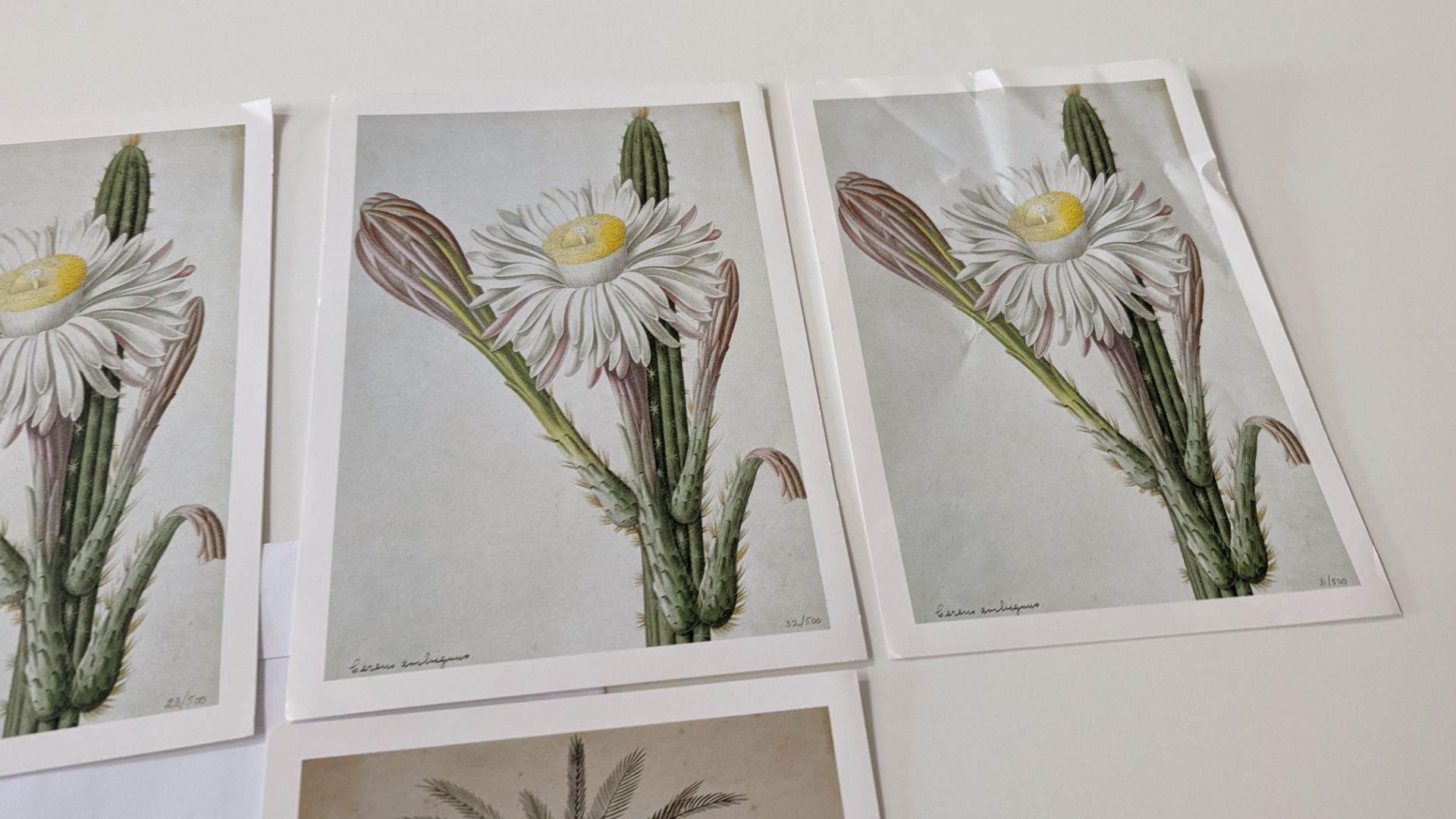 9 numbered limited edition botanical prints, each measuring 210mm x 295mm. Four different designs in - Image 6 of 11