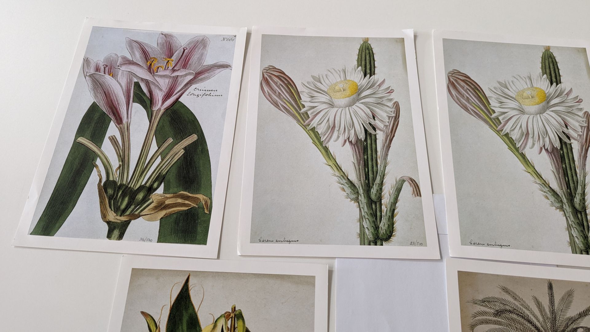 9 numbered limited edition botanical prints, each measuring 210mm x 295mm. Four different designs in - Image 7 of 11