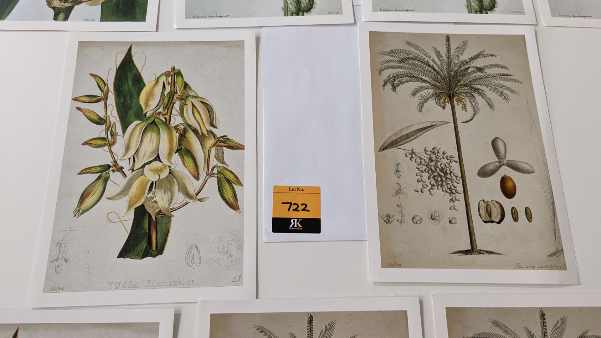 9 numbered limited edition botanical prints, each measuring 210mm x 295mm. Four different designs in - Image 5 of 11