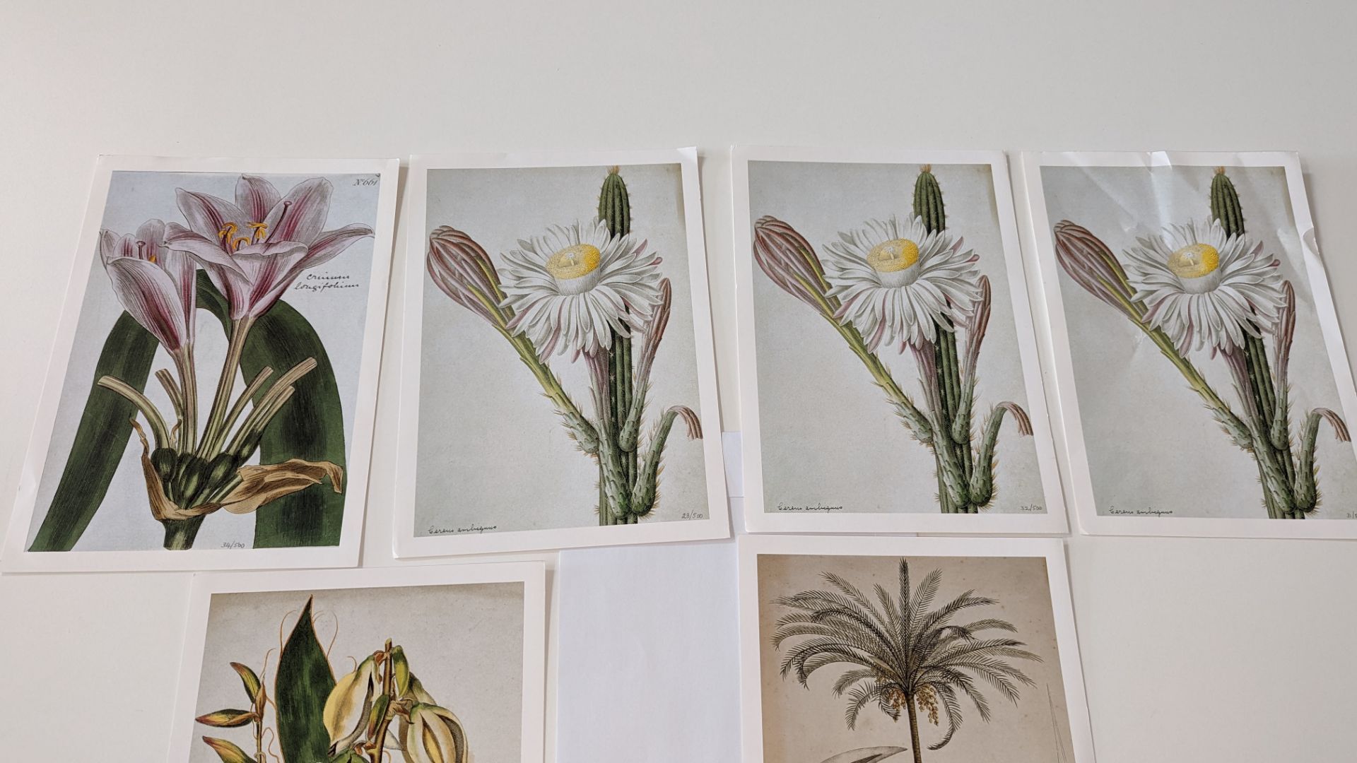 9 numbered limited edition botanical prints, each measuring 210mm x 295mm. Four different designs in - Image 10 of 11