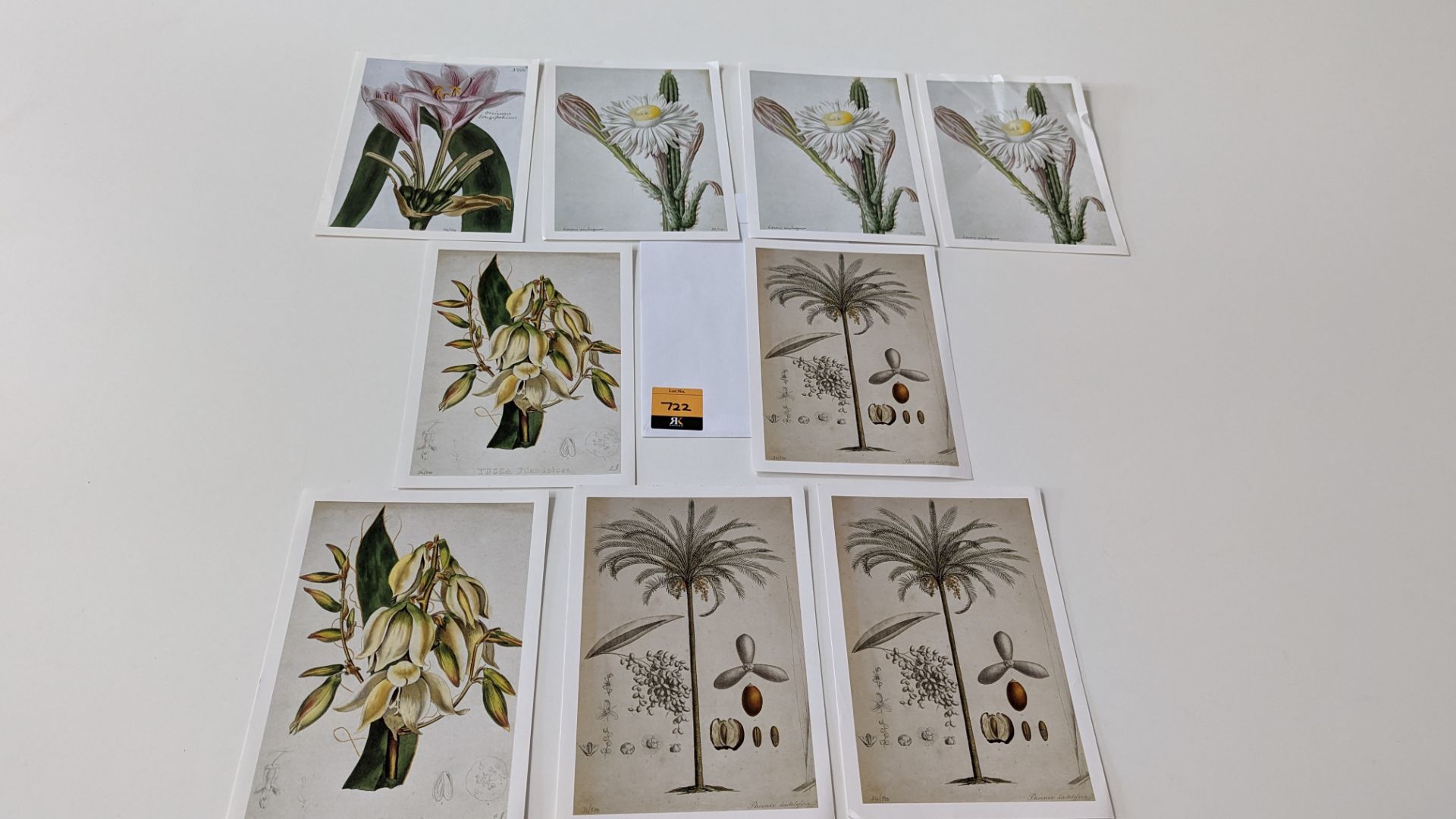 9 numbered limited edition botanical prints, each measuring 210mm x 295mm. Four different designs in - Image 3 of 11