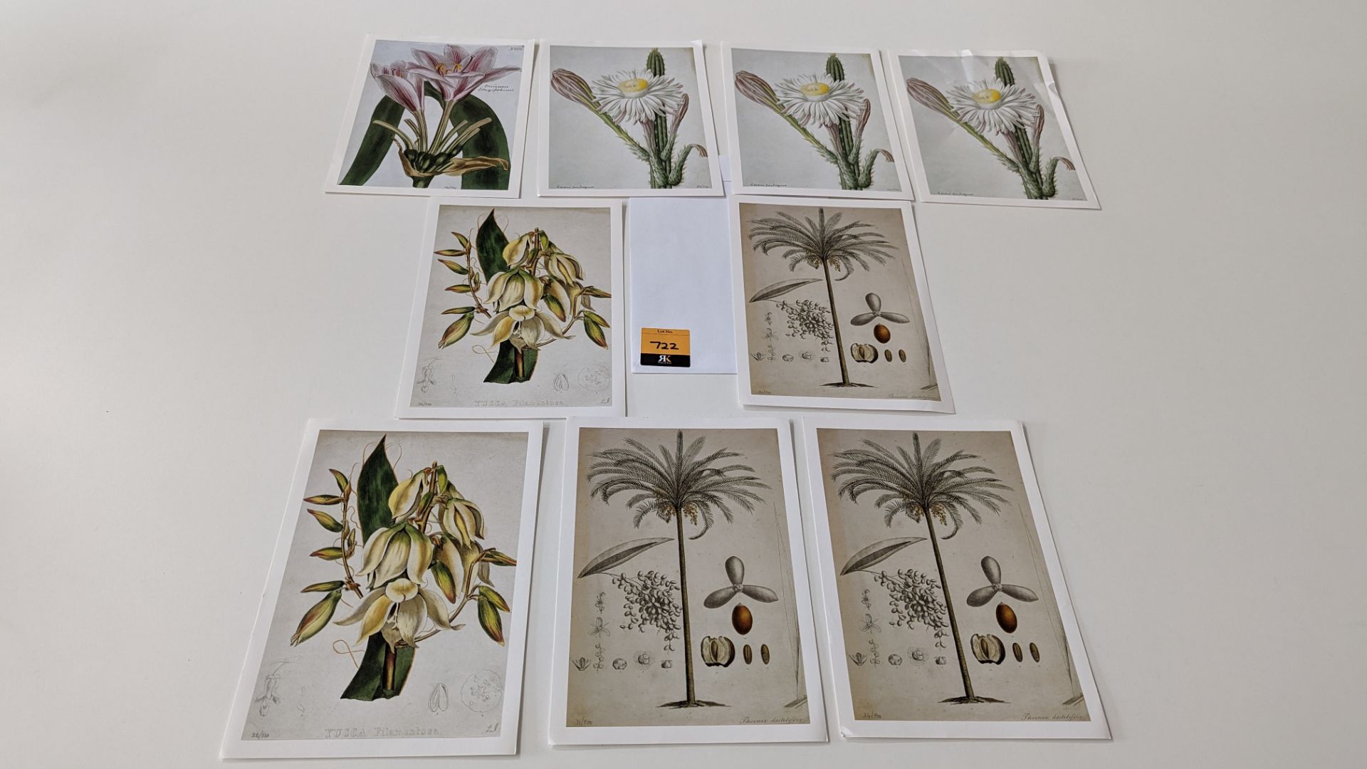 9 numbered limited edition botanical prints, each measuring 210mm x 295mm. Four different designs in - Image 2 of 11
