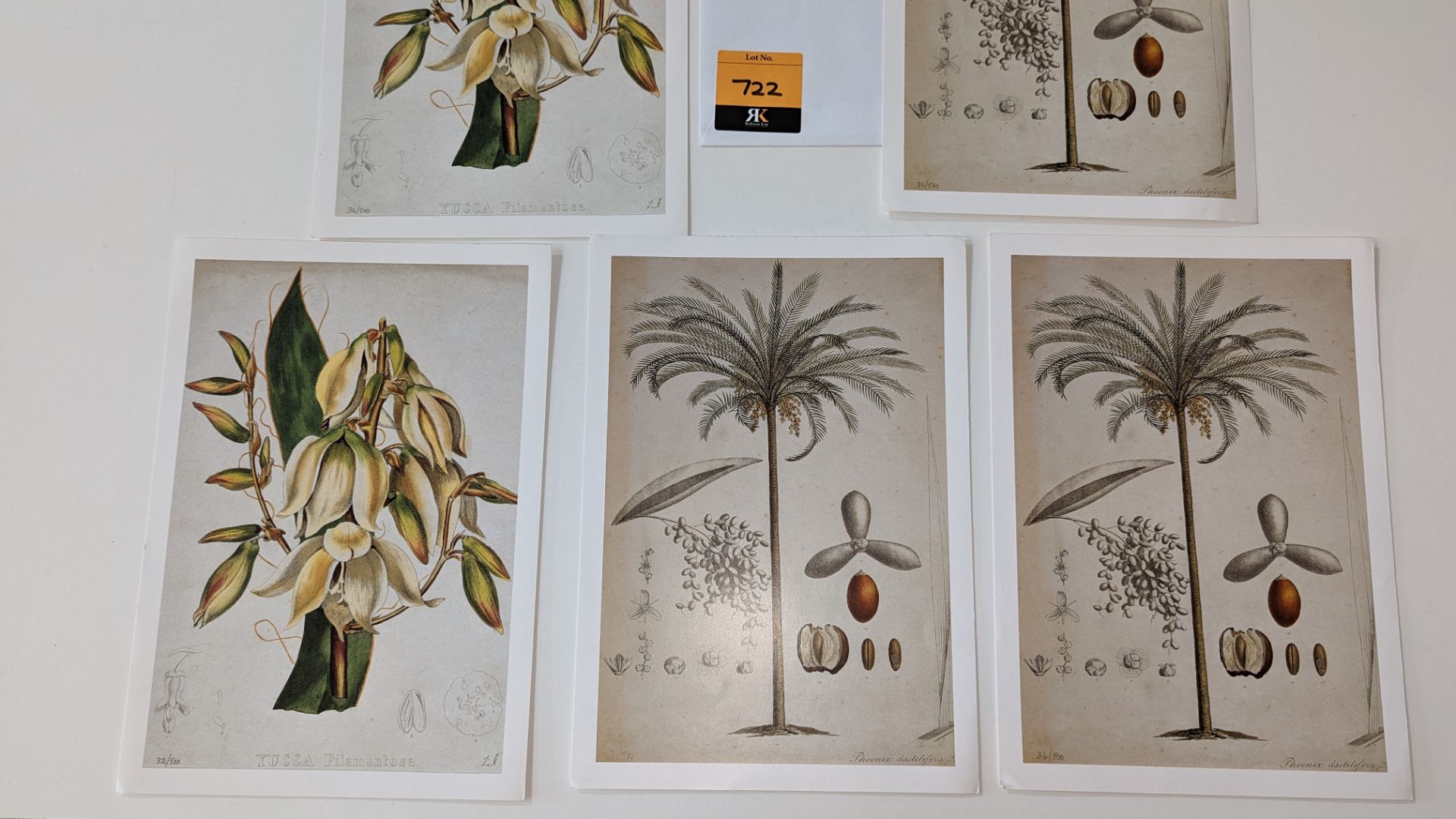 9 numbered limited edition botanical prints, each measuring 210mm x 295mm. Four different designs in - Image 8 of 11