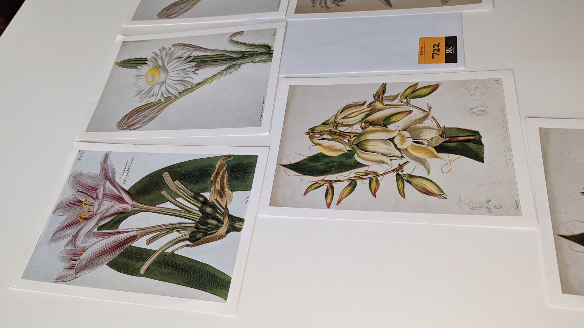 9 numbered limited edition botanical prints, each measuring 210mm x 295mm. Four different designs in - Image 11 of 11