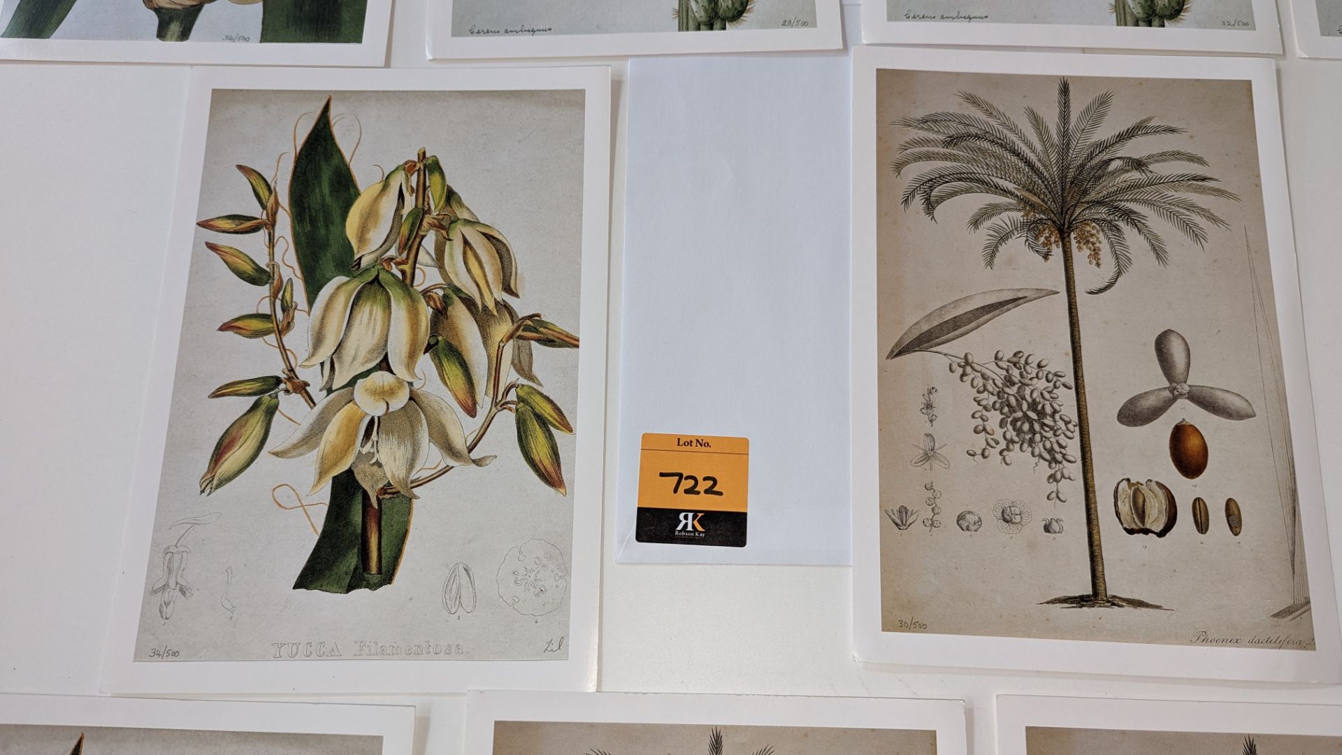 9 numbered limited edition botanical prints, each measuring 210mm x 295mm. Four different designs in - Image 9 of 11