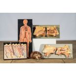 A varied collection of anatomical models, 20th C.