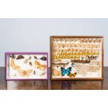 A collection of insects and butterflies mounted in wall display cases, 20th C.