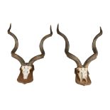 A pair of kudu hunting trophies, 20th C.