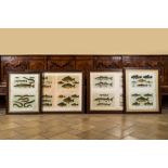 A collection of framed 'fish' lithographs in colours, Werner u. Winter, Frankfurt, 20th C.