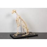 A mounted skeleton of a cheetah (Acinonyx jubatus)