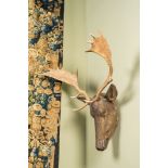 A polychrome wooden deer head with moose antlers, 19/20th C.