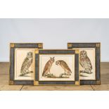 Three framed 'owl' colour engravings, 20th C.