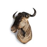 An imposing hunting trophy of a wildebeest or gnu, 20th C.