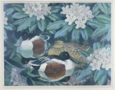 C F TUNNICLIFFE print - ducks amongst foliage, signed in pencil, 40 x 50cms