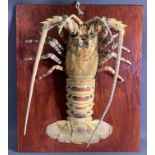 TAXIDERMY - model of a lobster on a wooden base, 45.5 x 38cms overall