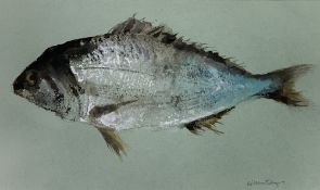 WILLIAM SELWYN mixed media - 'Silver Bream', signed, 23 x 40cms