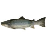 NEIL DALRYMPLE STONEWARE SCULPTURE PLATTER OF A SALMON - 58.5cms L, incised signature in full with