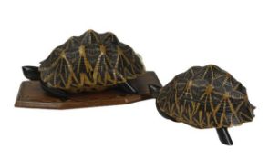 NOVELTY CARVED WOOD & INLAID JEWELLERY CASKETS - in the form of tortoise x 2, the largest mounted on