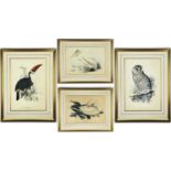 ‡ AFTER EDWARD LEAR, four reproduction ornithological colour prints - Red Billed Toucan, Pelican,