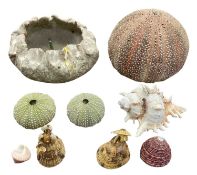 SEA URCHIN & OTHER SHELLS - a small collection