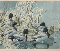 C F TUNNICLIFFE print (270/500) - Ducks, signed in pencil, 43 x 52cms