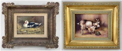 DONNA CRAWSHAW oil on board - 'Muscovy Duck' signed lower left, 10 x 15cms, framed with Whibley