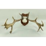 PAIR ROE DEER ANTLERS, Capreolus capreolus, on cranium, wood shield mount, 60w x 19cms h