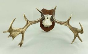 PAIR ROE DEER ANTLERS, Capreolus capreolus, on cranium, wood shield mount, 60w x 19cms h
