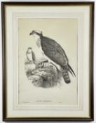 AFTER JOHN GOULD, J. WOLF & H.C. RICHTER, lithograph - Pandion hallaetus (Osprey), from Birds of