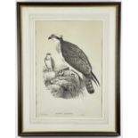 AFTER JOHN GOULD, J. WOLF & H.C. RICHTER, lithograph - Pandion hallaetus (Osprey), from Birds of