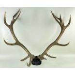 PAIR RED DEER ANTLERS, Cervus elaphus, on cranium mount, 14-points, (one with natural old break