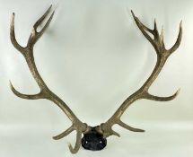 PAIR RED DEER ANTLERS, Cervus elaphus, on cranium mount, 14-points, (one with natural old break