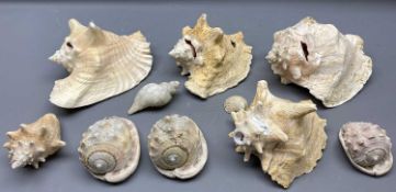 MINERALS - decorative sea shells, 28cms L the largest