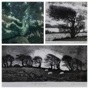 CARLOE RANDALL limited edition prints - Anglesey Tree II, 18 x 20cms, Anglesey Hedge, 15 x 35cms and