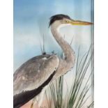 CASED TAXIDERMY SPECIMEN GREY HERON, Ardea cinerea, probably Jefferies of Carmarthen, 62w x 85d x