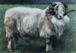 ‡ KEITH BOWEN pastel - standing ram, entitled 'Yr Hwrdd ydi Hanner y Ddiadell' (the ram is half