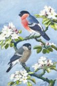 ‡ CHARLES FREDERICK TUNNICLIFFE OBE RA watercolour - study of two bullfinches perched on blossom