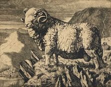 ‡ CHARLES FREDERICK TUNNICLIFFE OBE RA rare etching - titled to margin 'The Herdwick Ram', dated