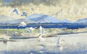 ‡ CHARLES FREDERICK TUNNICLIFFE OBE RA watercolour - swans landing at inlet, Malltraeth, Ynys Mon,