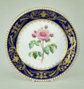 BONE CHINA BOTANICAL CABINET PLATE BY STEFAN NOWACKI, painted with full blown specimen rose,