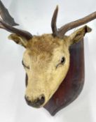 TAXIDERMY: ROE DEER HEAD , on shield mount, 62cm wide