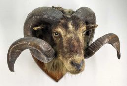 TAXIDERMY: RAM'S HEAD, on shield mount, 50cm wide