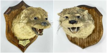 TAXIDERMIY: TWO OTTER MASKS, on shield mounts, one with ivorine label 'C.O.H. 8.9.37 Raven' 10cm