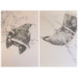 RAYMOND HARRIS CHING numbered prints (2) - ornithological related, signed and numbered, 43 x 32cms