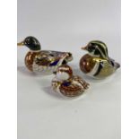 ROYAL CROWN DERBY PORCELAIN PAPERWEIGHTS (3) - to include a boxed duckling, unboxed mallard, both