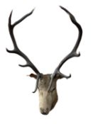 CIRCA 1900 TAXIDERMY STUDY OF A STAG'S HEAD - having five point antlers, 110cms approximate