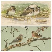 JAN WILCZUR (initialled J P P W) watercolour - eight finches, 37 x 26cms and MARTIN WOODCOCK